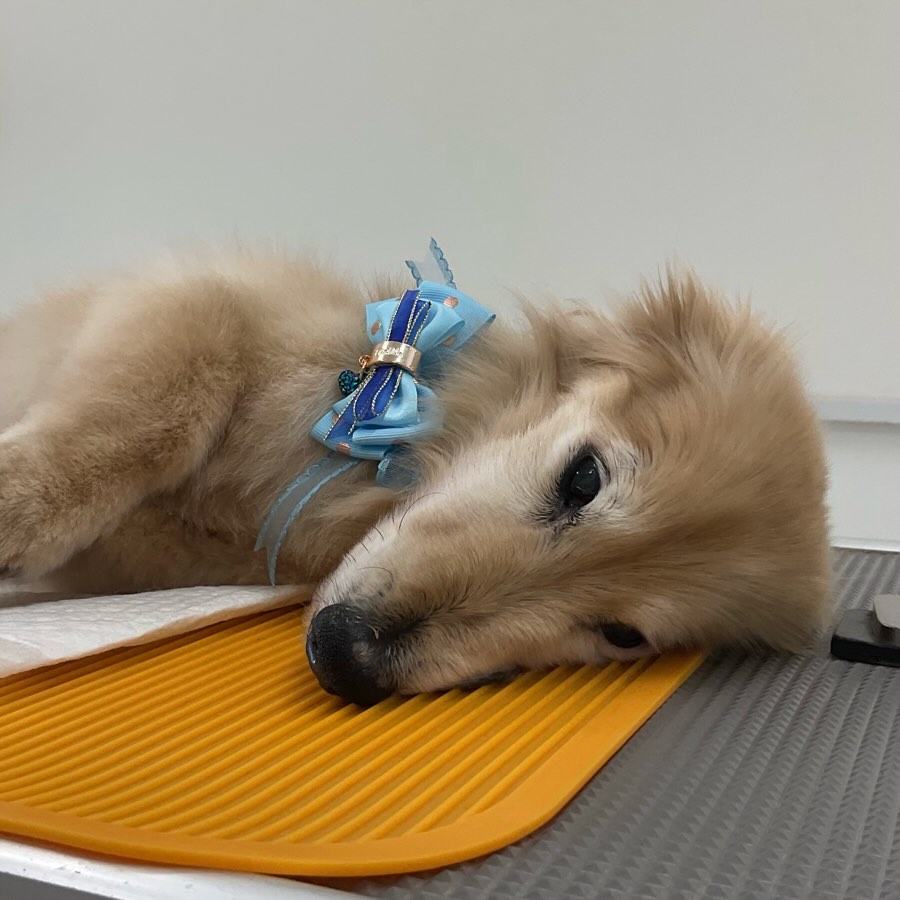 ☆ミントくん
後肢は弱ってもまだまだ食欲はあります。毎月シャンプーコースをご利用のミニチュアダックスの18歳ミントくんです

#ミニチュアダックス#ハイシニア犬#トリミングサロン#ペットカット#ドッグケアハウス