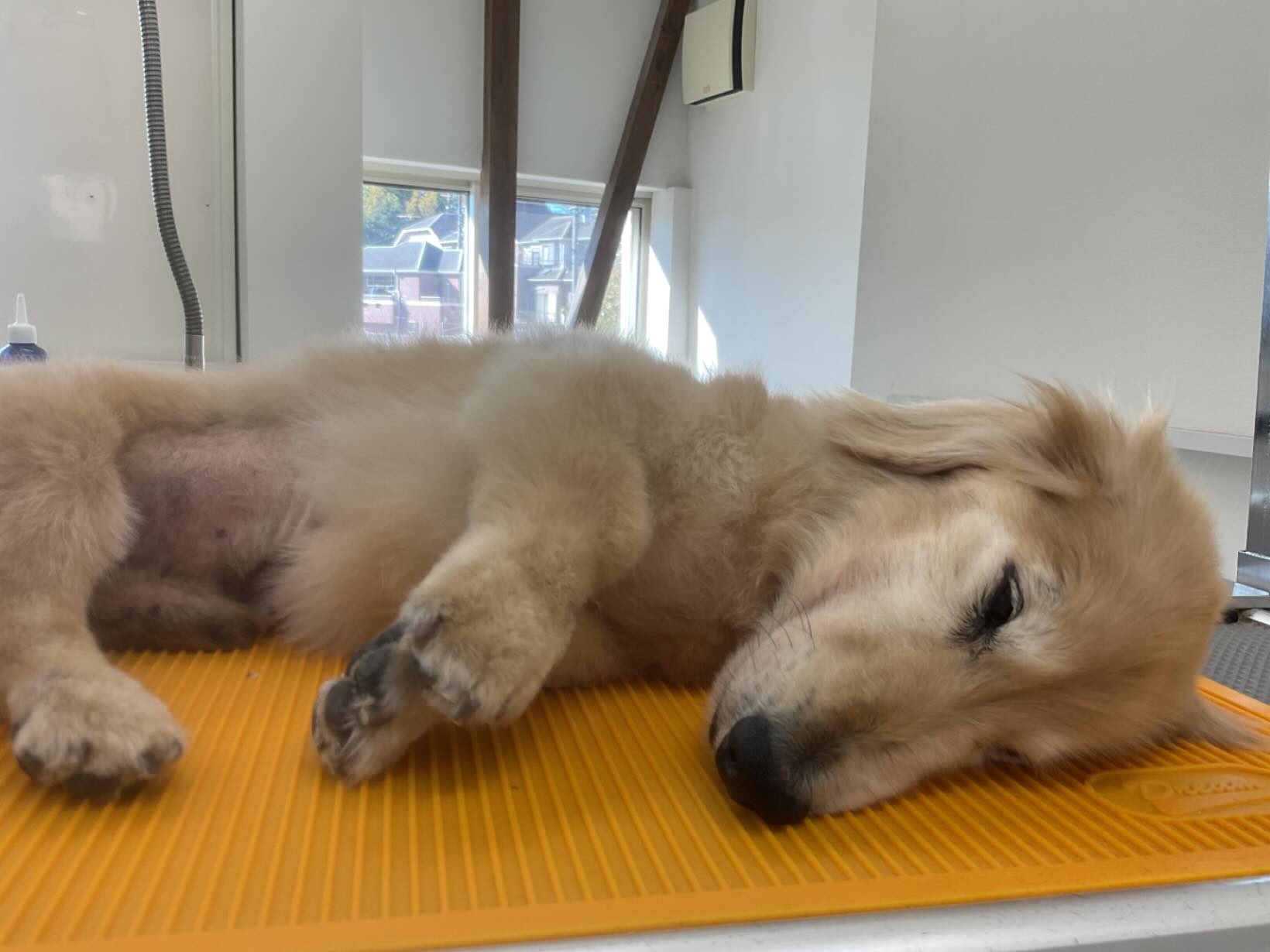 ☆ミントくん
毎月シャンプーコースをご利用のミニチュアダックスの18歳ミントくん、カット終了後はお休みです

#トリミングサロン#ドッグケアハウス#ミニチュアダックス#18歳ハイシニア犬