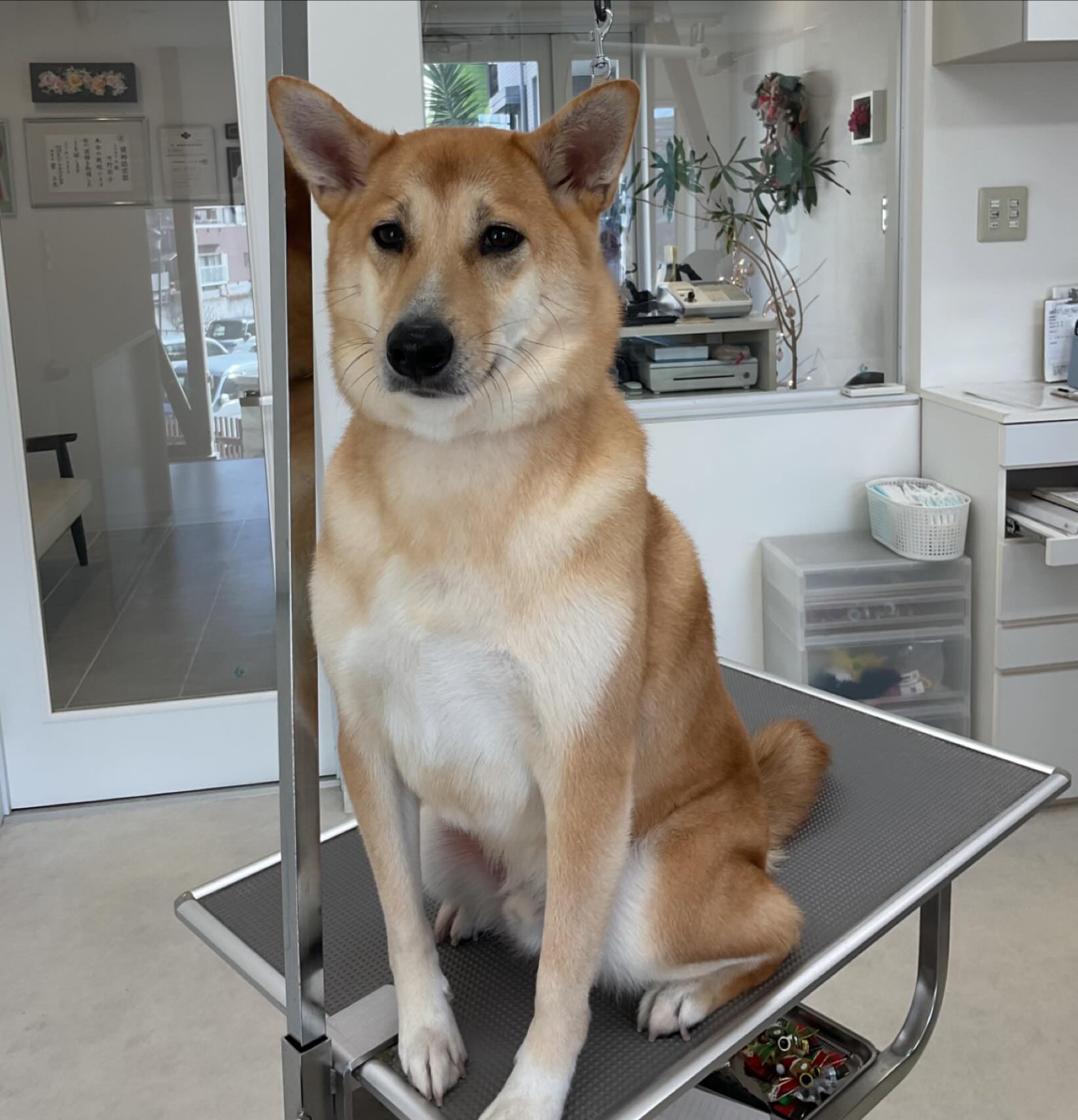 ☆ムックくん
2ヶ月毎にオゾンマイクロナノバブルシャワーのシャンプーコースをご利用のミックス犬のムックくんです

#ミックス犬#ミックス犬スタグラム#保護犬#保護犬を家族に#トリミング##トリミングサロン#ペットサロン#トリミングハウス#ペットショップ#トリマー#ペットカット#デザインカット#吹田市#ドッグケアハウス#皮膚被毛ケア#オゾンマイクロナノバブル浴#炭酸泉浴#