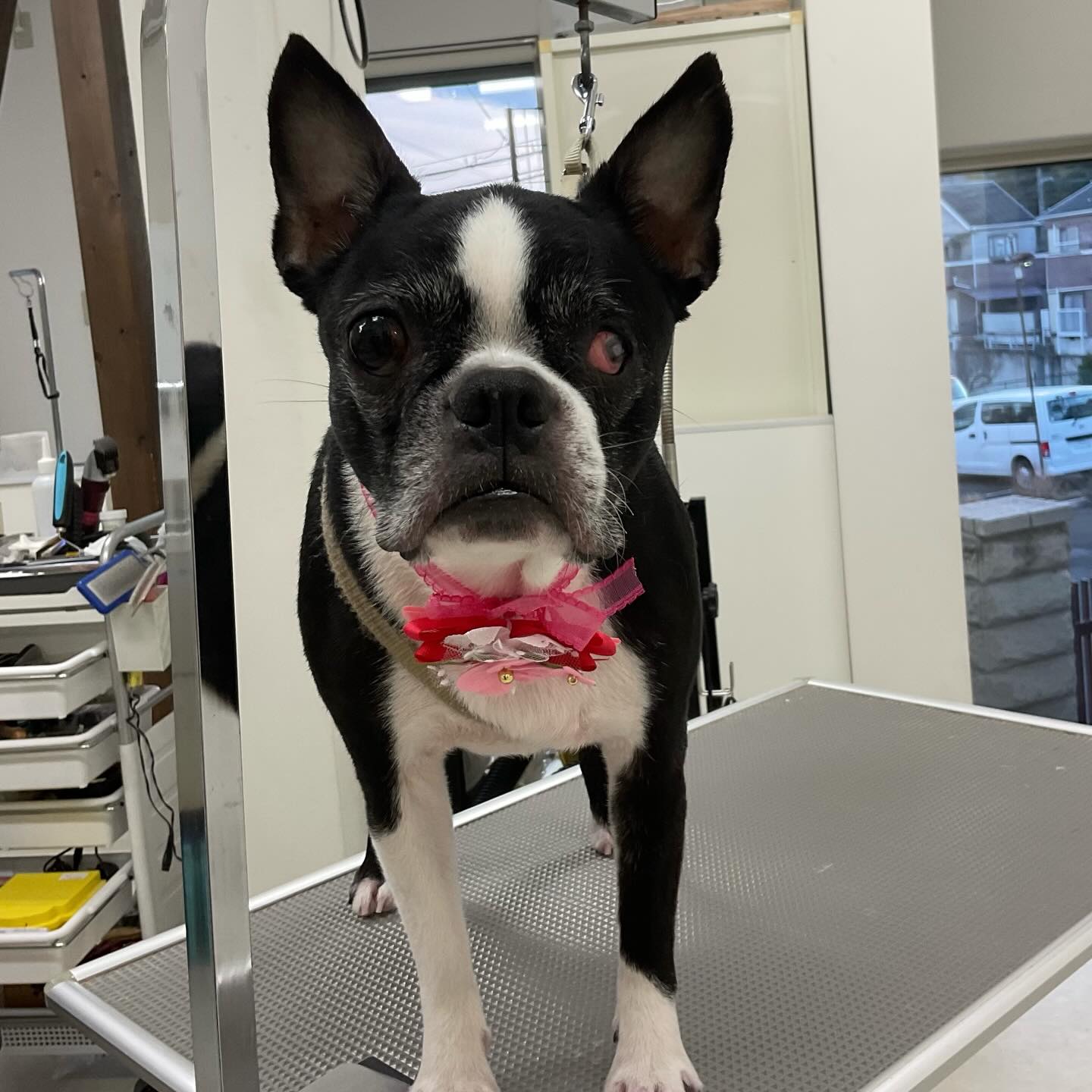 ☆シャルルちゃん
シャンプーコース＋歯磨きをご利用のボストンテリアのシャルルちゃんです。

#ボストンテリア#保護犬#トリミングサロン#ペットカット#ドッグケアハウス