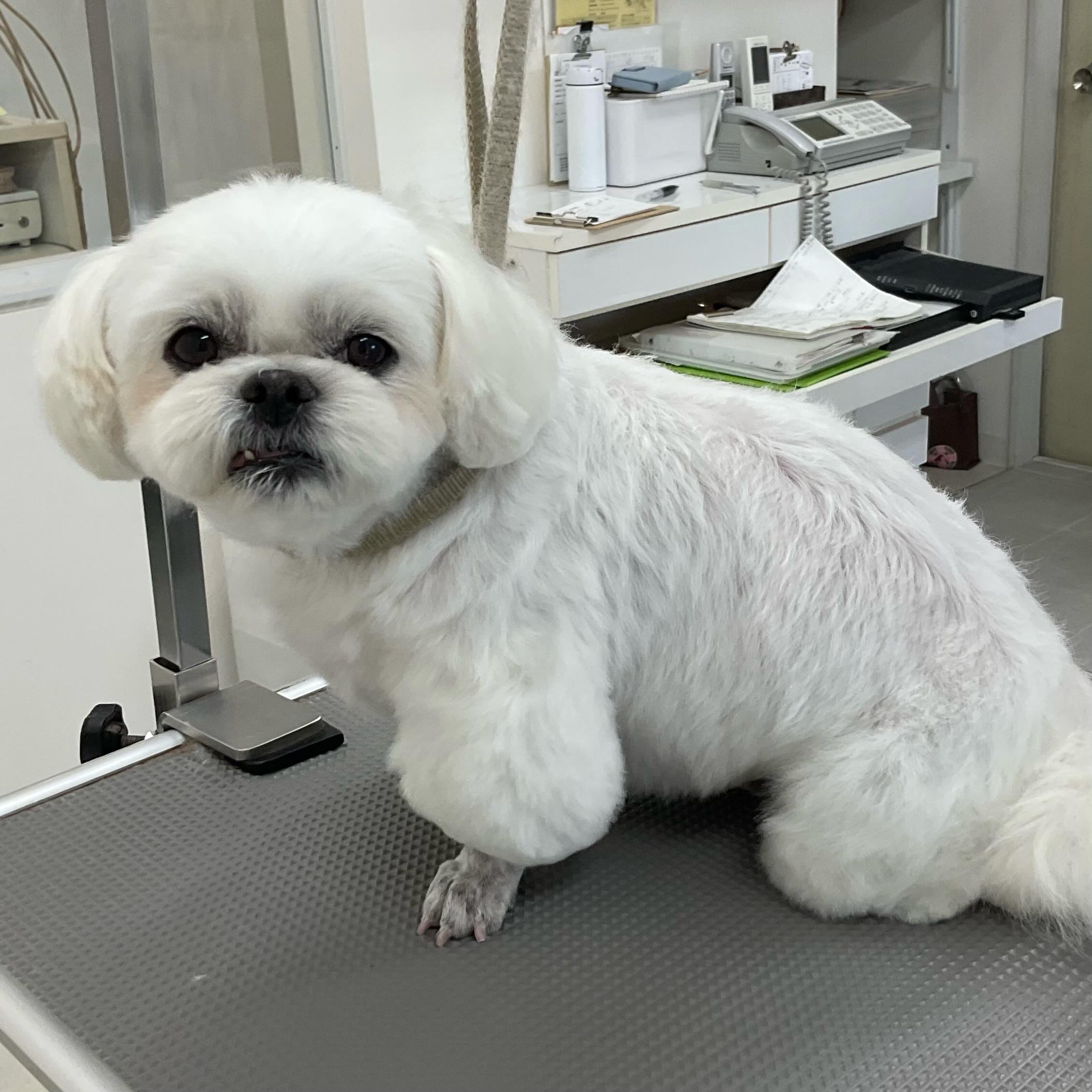 ☆ルナちゃん
毎月ご来店のミックス犬（ペキニーズ×ビションフリーゼ）のルナちゃん、今日はシャンプーコースで足先バリカンお顔は短く丸くのご注文です

#ミックス犬#ペキビション#トリミングサロン#ペットカット#ドッグケアハウス吹田