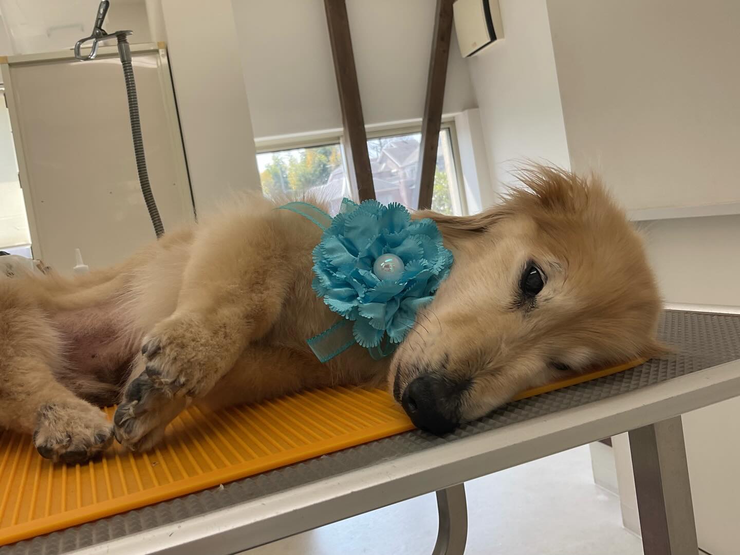 ☆ミントくん
18歳ミントくん、足腰が弱り寝てることが多いですが、お世話が行き届いてるので床ずれもせず食欲も有ります

#ミニチュアダックス#ハイシニア犬#トリミングサロン#ペットカッ#ドッグケアハウス