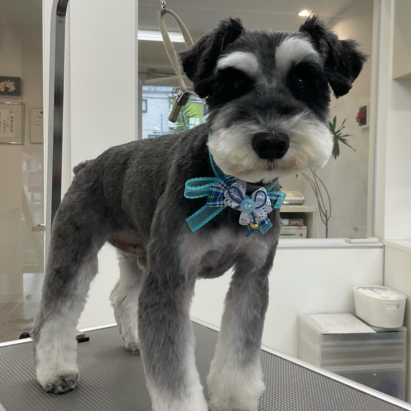 ☆ドテチンくん
2ヶ月毎にカットコースをご利用のミニチュアシュナウザーのドテチンくんは、体3㎜頭5㎜頬鋏で短くマズル大きく丸く耳5㎜四肢細くのご注文です

#ミニチュシュナウザー#ミニチュアシュナウザーソルトアンドペッパー#トリミングサロン#ペットカッ#ドッグケアハウス