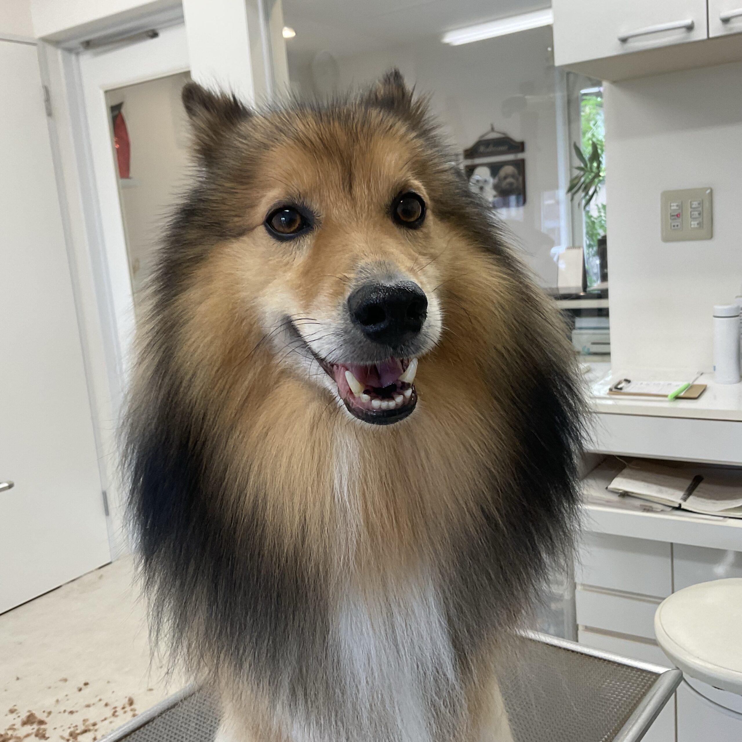 愛犬 ankoわんこシリーズ　ポメラニアン　シェルティ　ダックス　犬　dog 愛犬 ankoわんこシリーズ ポメラニアン シェルティ ダックス 犬 dog