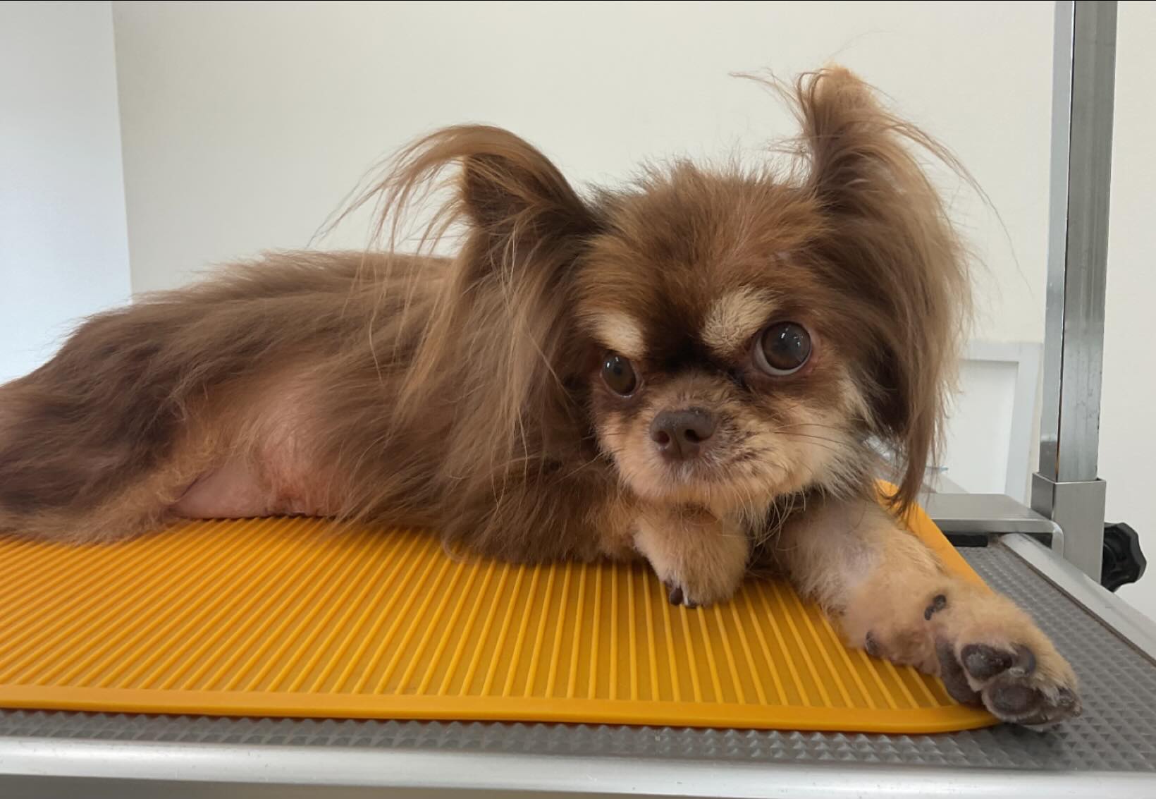 ☆狛次郎くん
毎月シャンプーコースをご利用のチワワの狛次郎くんです

#チワワ#ロングコートチワワ#脳炎後遺症#後肢麻痺#オゾンマイクロナノバブル浴#炭酸泉浴#アイレックス#クワトロシステム#トリマー#トリミング#グルーマー#グルーミング#ペットショップ#ペットサロン#トリミングサロン#大阪府吹田市#ドッグケアハウス吹田#