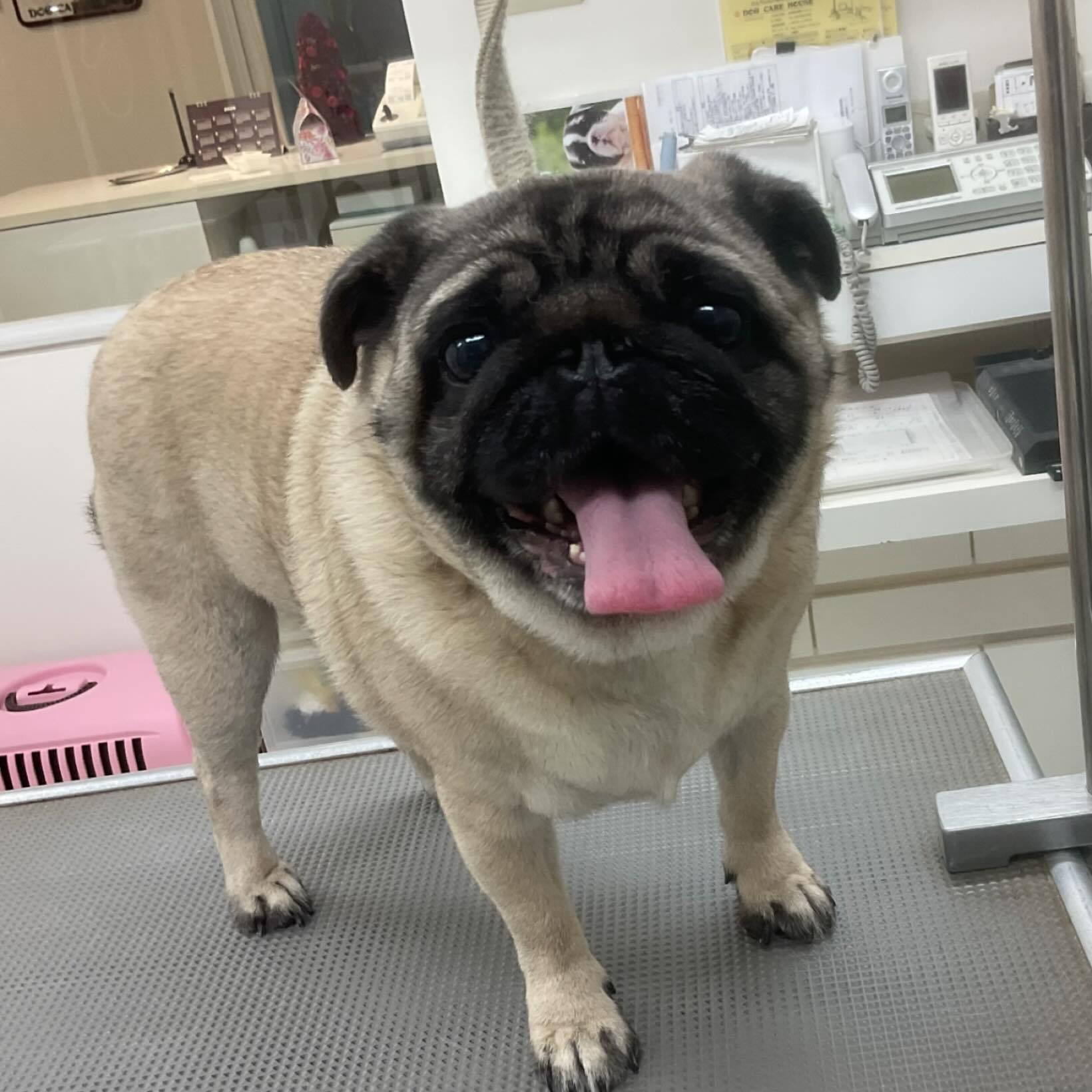 ☆おもちちゃん
オゾンマイクロナノバブル浴＋炭酸泉浴のシャンプーコースをご利用のパグのおもちちゃんです

#パグ#シャンプーコース#トリミングサロン#ペットカット#ドッグケアハウス