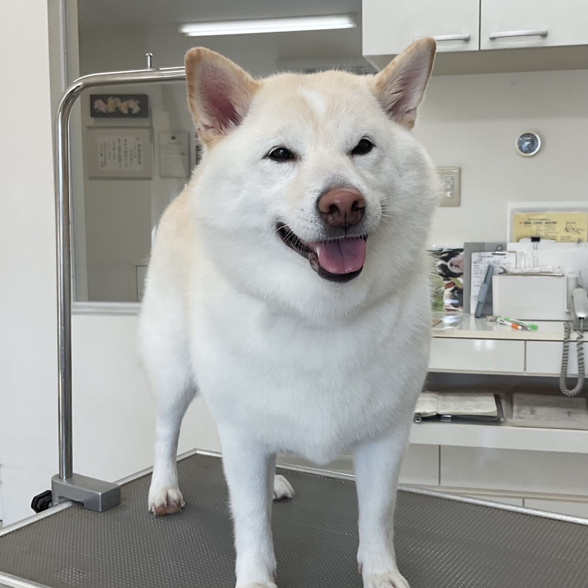 しろちゃん | ドッグケアハウス